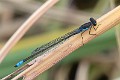 Pseudagrion deningi, Botswana--5